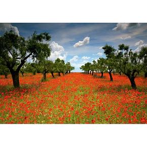 Educa Puzzle De Piezas Amapolas 1000 Campo Borrás 0wnm8N
