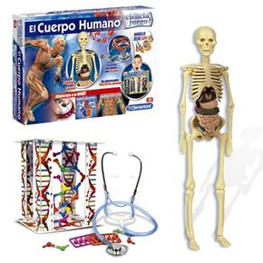 El Cuerpo Humano