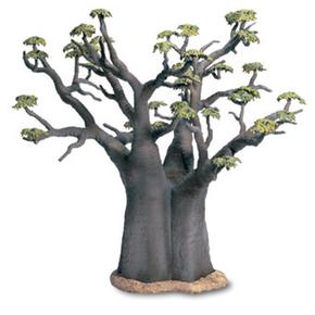 Wt Baobab Africano / African Baobab