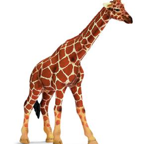 Fw Jirafa Hembra / Mare Giraffe