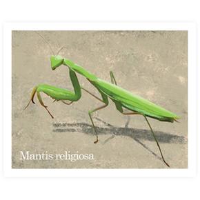 Cromo 46 Mantis Religiosa