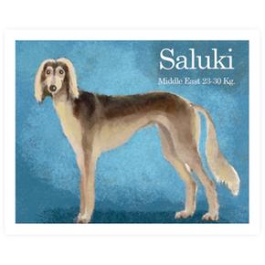 Cromo 1 Saluki