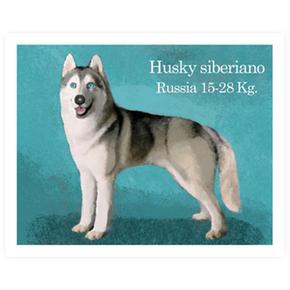 Cromo 7 Husky Siberiano