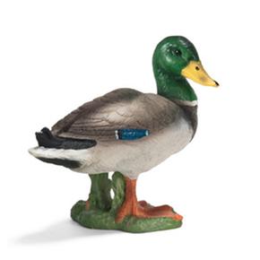 Ffa Pato Macho/drake