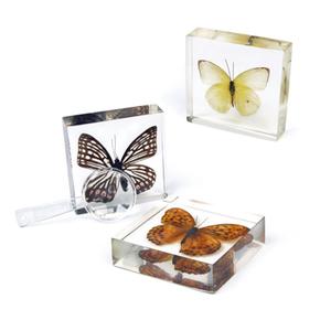 Colección 3 Mariposas