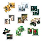 - Memo Photo Animals Diset-1