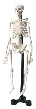Scientific Tools Esqueleto Humano-1