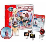 Anatomicefa