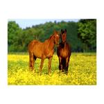 - Puzzle 1500 Piezas – Caballos Ravensburger