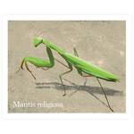 Cromo 46 Mantis Religiosa