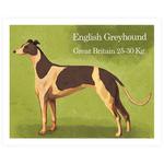 Cromo 5 English Greyhound