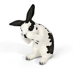 Ffa Conejo Lamiendo/rabbit Grooming