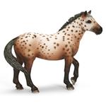 Ffa Knabstrupper Semental/stallion