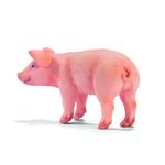 Ffa Cerdito / Little Pig