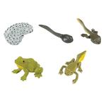 Itsimagical Biohabitat Frog Evolution