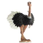 Fw Avestruz Macho / Ostrich Male