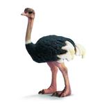 Fw Avestruz / Ostrich