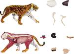 Scientific Tools Anatomía Tigre 4d-2