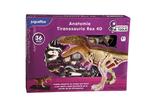 Scientific Tools Anatomía Tiranosaurio Rex 4d