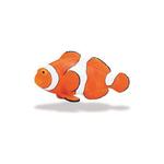 Ocean Life Clown Fish